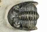 Detailed Hollardops Trilobite - Orange Eyes #254502-2